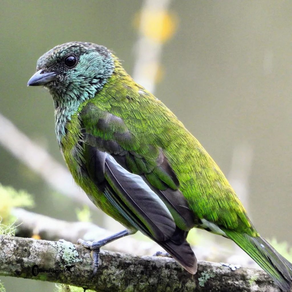 02 Tángara Capirotada (Hembra)- Black- capped Tanager- Stilpnia heineiComún en bosques, lindes y plantaciones de los Andes